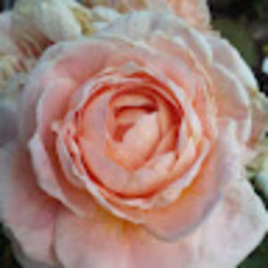 Meet your Posher, Joanna